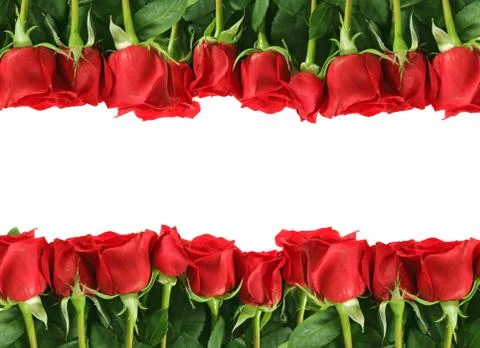 Rows of red roses on white Stock Photos