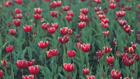 Rows of red tulips fill the landscape, creating a bright and lively atmosphere. Stock-Footage 339016571