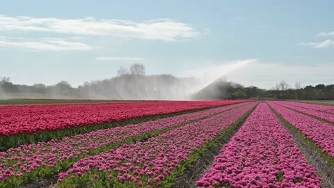 Rows with red tulips Video stock 132999046