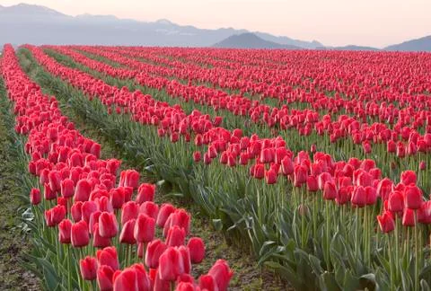 Rows of red tulips Stock Photos