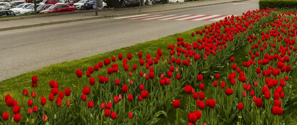 A rows of red tulips Stock Photos