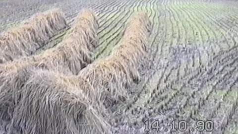 Rows Of Rice Fields And Sheaves In Vintage Farm Scene Stock Footage 311870656