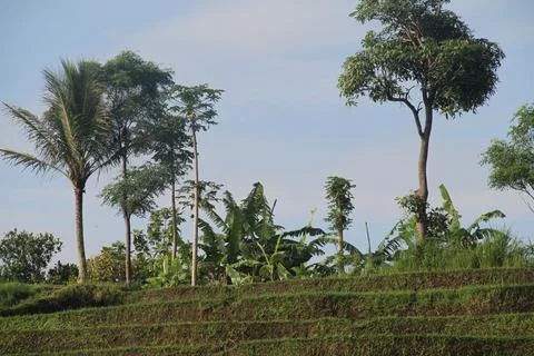 Rows of rice fields lined up like cubes Stock Photos