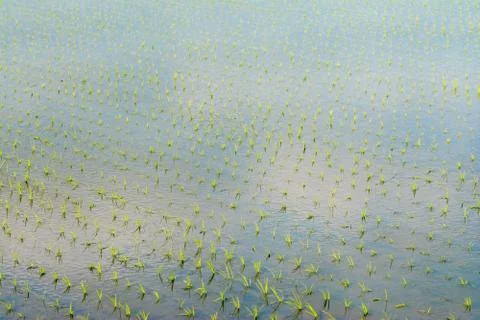 Rows of Rice Stock Photos