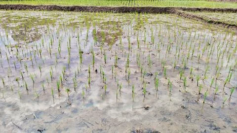 Rows of rice plants Stock Photos