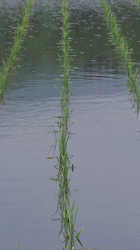 Rows of Rice Shoots in Spring Paddy Field Vertical Video 库存影片 346194371