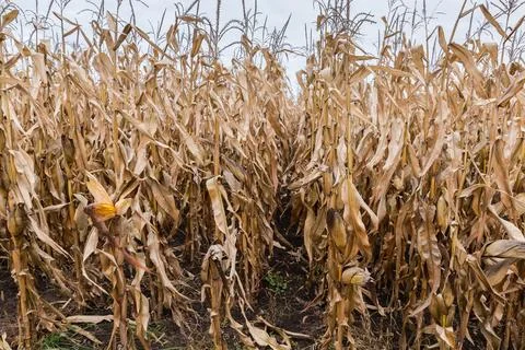 Rows of ripe corn on a field in overcast day Stock Photos