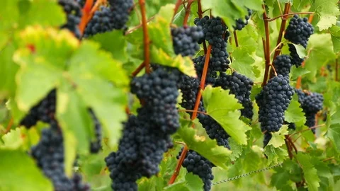 Rows of ripe grapes Stock Footage 96097809