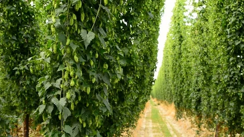 Rows of ripe hop cones on the field Stock Footage 70985983