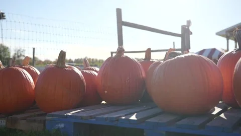 Rows of ripe orange pumpkins displayed Stock Footage 348696118