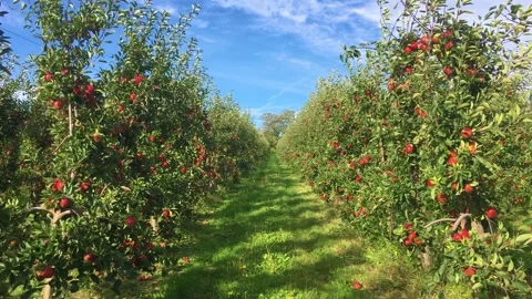 Rows of ripe red apples trees with leaves blowing in wind in UK apple orchard. Stock Footage 167138359