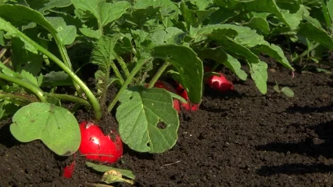 Rows of ripe, red radishes in a field Video stock 154699059