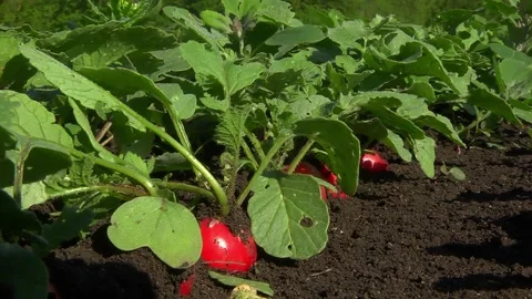 Rows of ripe, red radishes in a field Video stock 154699077