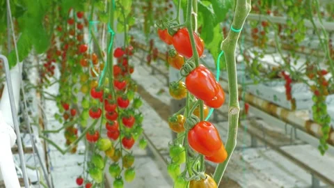 Rows of Ripe Red Tomatoes Growing in Greenhouse Stock Footage 346171193