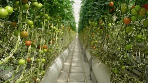 Rows of ripening tomatoes growing on vines in greenhouse Видео 348029778
