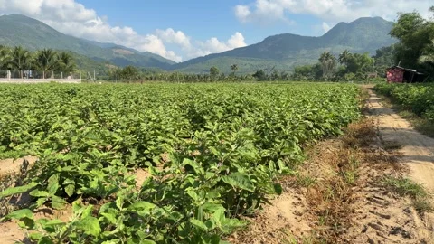 Rows of round eggplants cover a cultivated farming area surrounded by trees and Stock Footage 332472541