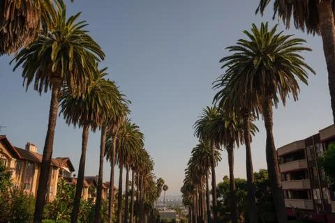 Rows of Round palm trees along the street in West Hollywood Fotos de archivo