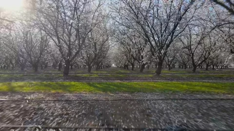 Rows of rows of blooming almond trees on spring sunny day in Modesto, Calif.. Stock Footage 276809312