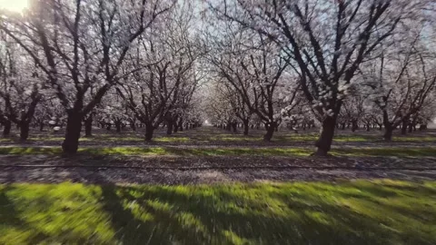 Rows of rows of blooming almond trees on spring sunny day in Modesto, Calif.. Stock Footage 276809313