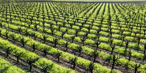 Rows &amp; Rows Stock Photos