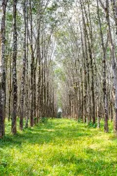 Rows of rubber tree Stock Photos