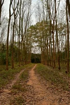 Rows of rubber trees Foto stock