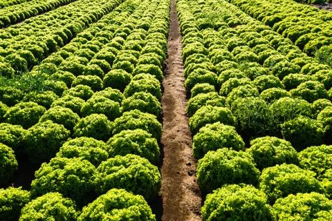 Rows of salad Stock Photos