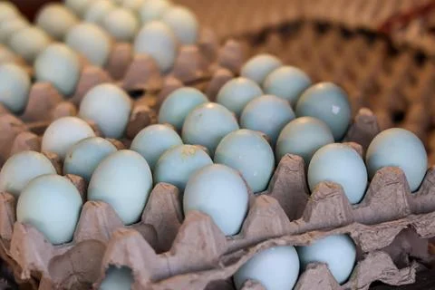 Rows of salted blue duck eggs. Stock Photos