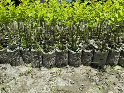 Rows of sapling trees grow in plastic bags, awaiting transplanting outdoors w Фото
