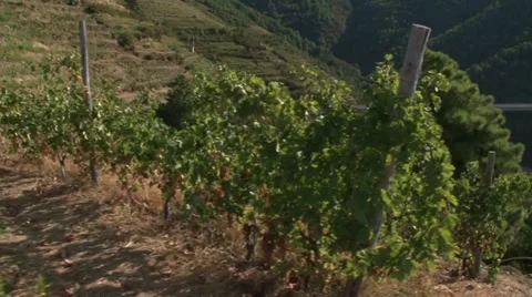 Rows of Sciachetrà grapevines Stock Footage 22413904