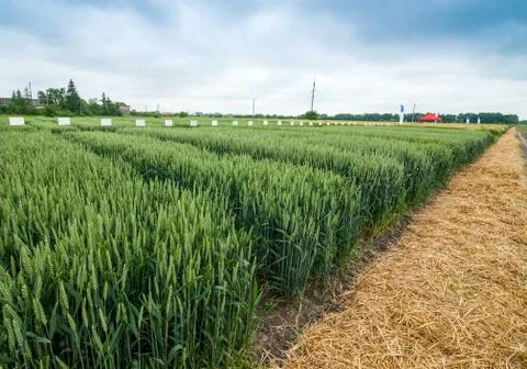 Rows of sectors winter wheat field demo cereals Fotos Stock
