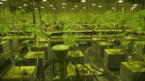 Rows of seedling stage cannabis in large indoor marijuana grow Stock Footage 278133991