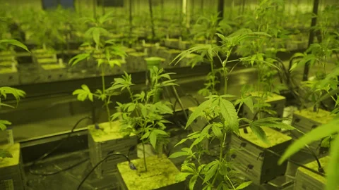 Rows of seedling stage cannabis in large indoor marijuana grow Stock Footage 278134231