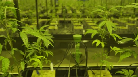 Rows of seedling stage cannabis in large indoor marijuana grow Stock Footage 278134608