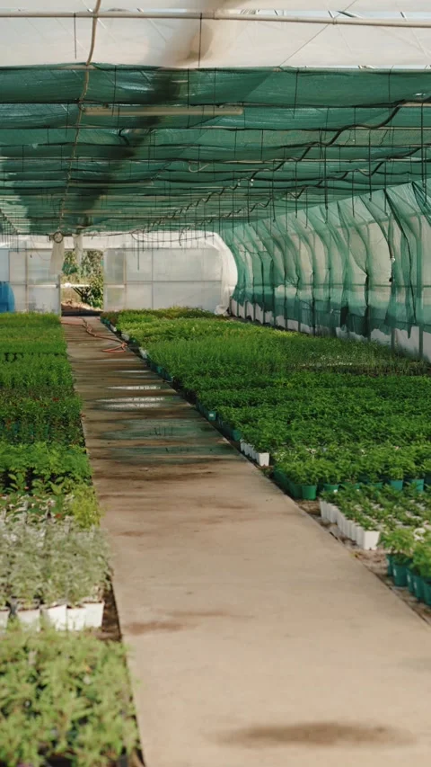 Rows of seedlings and pathway inside greenhouse with shade net 스톡 동영상 317078428