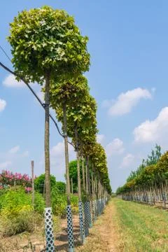 Rows of seedlings of decorative trees in a nursery Stock-Fotos