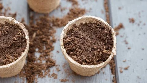 Rows of seedlings in eco friendly biodegradable peat pots, top view, selectiv Stock Photos