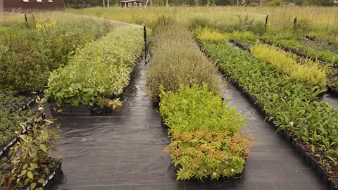 Rows of seedlings on a farm Stock Footage 251826760