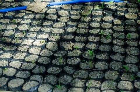 Rows of Seedlings Growing in Small Black Bags Outdoor Stock Photos