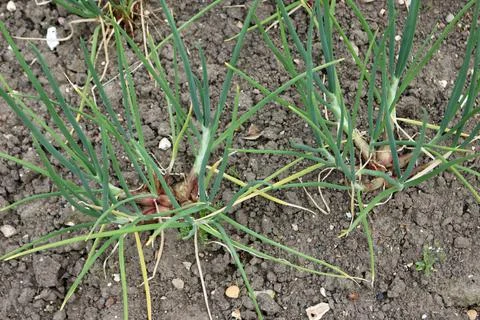 Rows of shallots growing in a vegetable garden Stock-Fotos