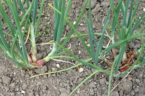 Rows of shallots growing in a vegetable garden Stock Photos