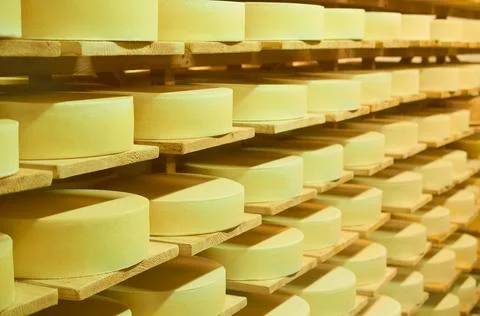 Rows of shelves with maturing cheese heads in a cheese factory. Selective focus Stock Photos