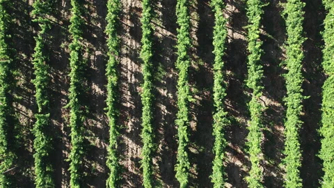 Rows with shrubs of a vineyard ripening under the hot sun. Stock-Footage 164016250