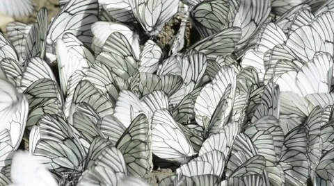 Rows of sitting white and black striped butterflies Stock Footage