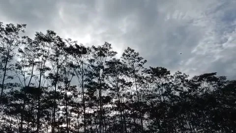 Rows of slender sengon trees towered tall, their leaves swaying in the breeze. 库存影片 329618766