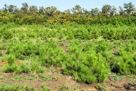 Rows of small bright pine trees at coniferous nursery garden. Growing young Foto stock