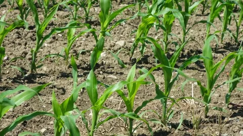 Rows of small corn maize sprouts on an agricultural field in early summer, slow  Stock Footage 337244396