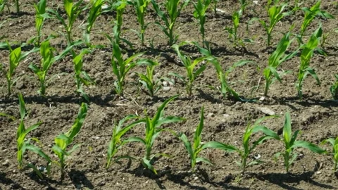 Rows of small corn maize sprouts on an agricultural field in early summer, slow  Stock Footage 337930429