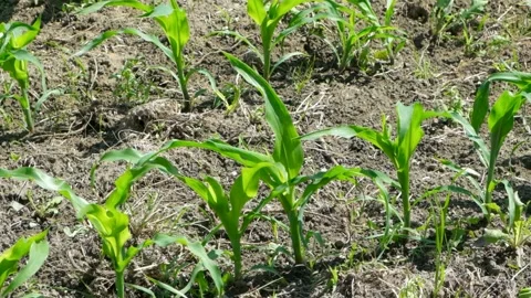Rows of small corn maize sprouts on an agricultural field in early summer, slow  Stock Footage 340167785
