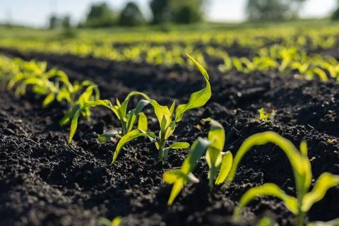 Rows of small corn plants sprout from dark soil under morning sunlight. The.. Stock Photos